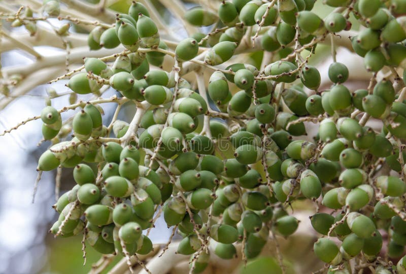 A bunch of green fruits hanging from a tree stock photography