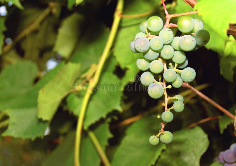 Bunch of Green Grapes