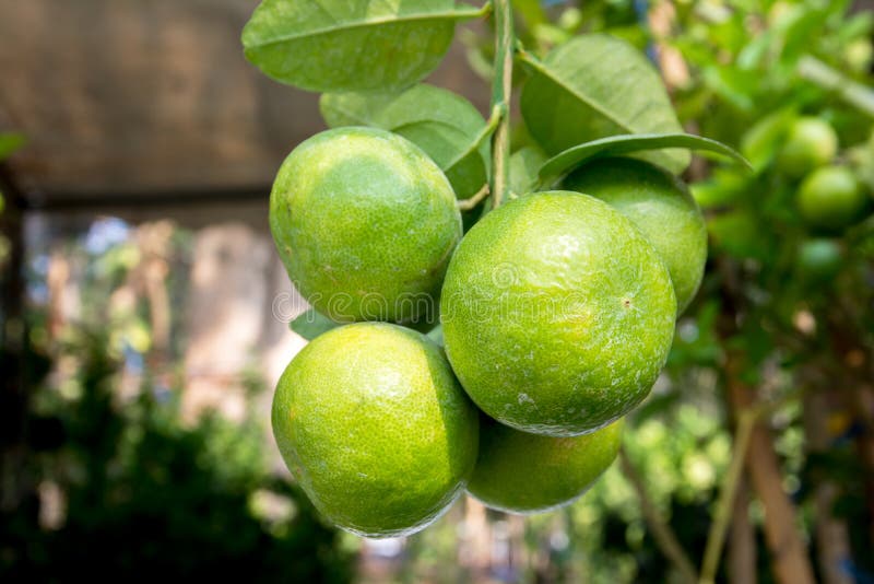 Bunch of green lemon on tree in a garden stock images Bunch of green lemon on tree in a garden stock images