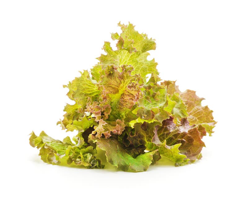 Bunch of Green Lettuce Leaves Stock Image Image of fresh, agriculture
