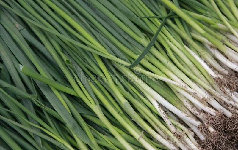 A bunch of green onions