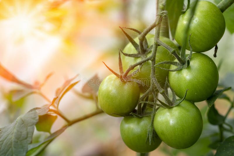 bunch green tomatoes growing in the greenhouse. unripe tomatoes hanging on a branch