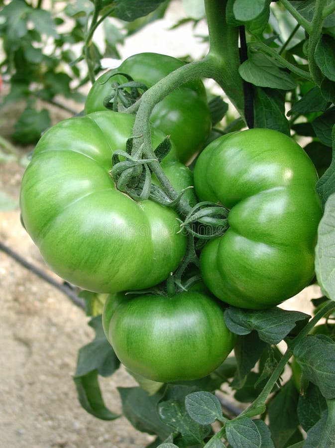 Bunch of green tomatoes on the plant