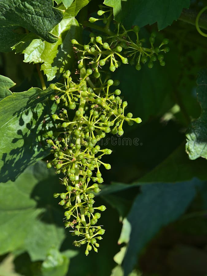 Bunch of green young vine grapes on vineyard with leaves on sunny summer day with light and shadow near Beilstein, Germany.