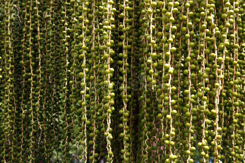 Growing Dates. Fruits of Date Palm Stock Photo Image of fruit, long