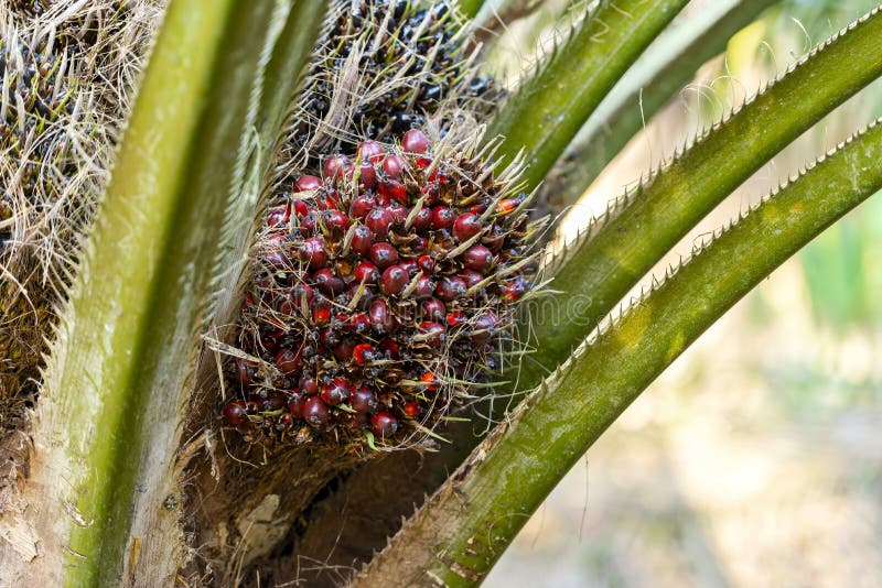 Bunch of harvested palm oil fruit