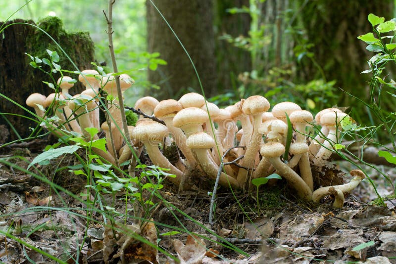 Bunch of honey agaric mushrooms