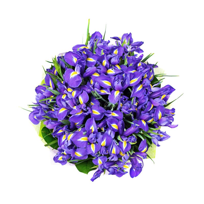 Bouquet Of Purple Irises On A White Background. Isolated Object Stock