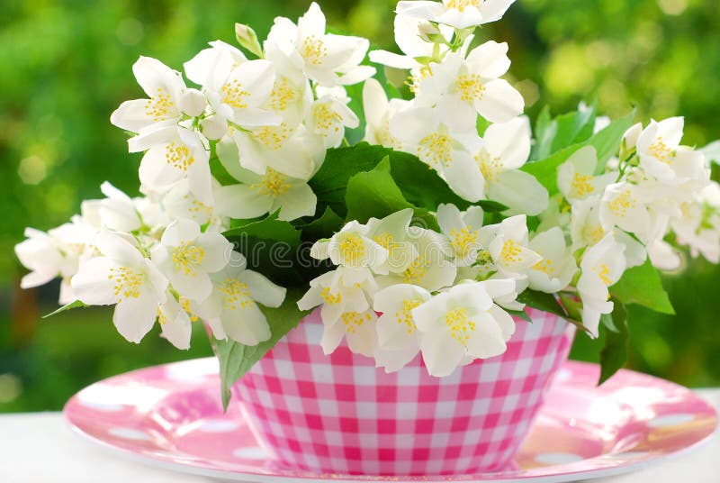 Bunch of jasmine flowers. On table in the garden royalty free stock photography
