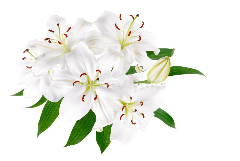 Bunch of large white lilies isolated royalty free stock photos