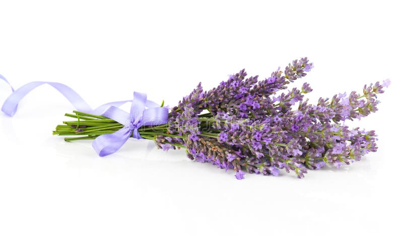 Bunch of Lavender Flowers with Satin Ribbon Stock Photo - Image of ...