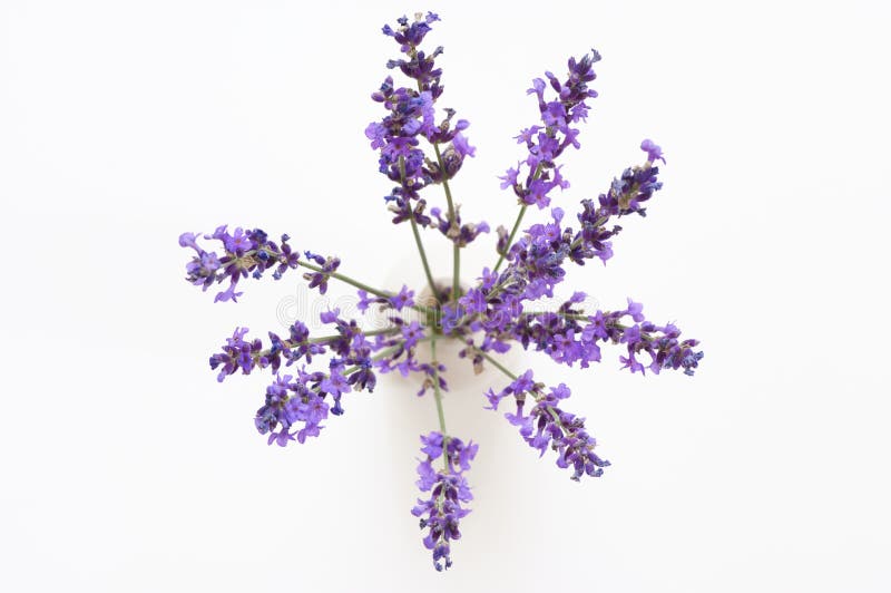Bunch of lavender flowers in vase, top view royalty free stock images Bunch of lavender flowers in vase, top view royalty free stock images