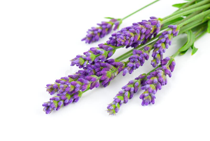 A bunch of lavender flowers