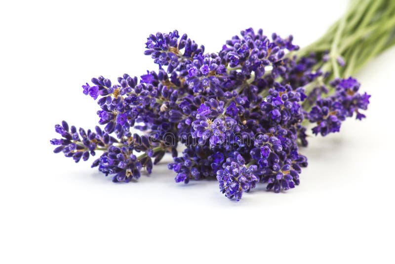 Bunch of lavender flowers stock photo. Image of lavender 42017728