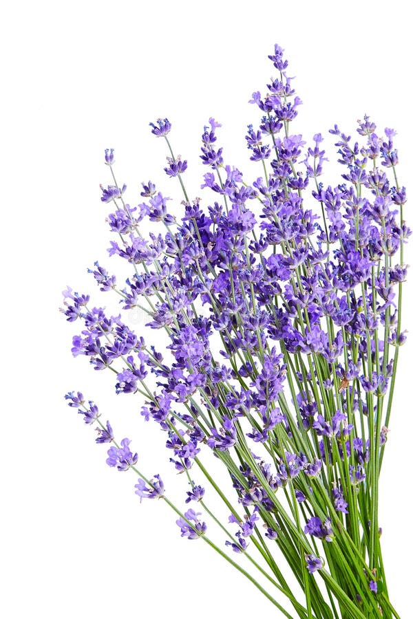 Bunch of Lavender Flowers on White Background Stock Image Image of