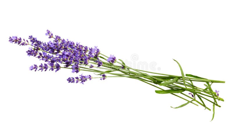 170,477 Lavender Background Stock Photos - Free & Royalty-Free Stock Photos  from Dreamstime