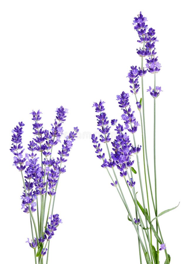 Bunch of lavender flowers on white background isolated