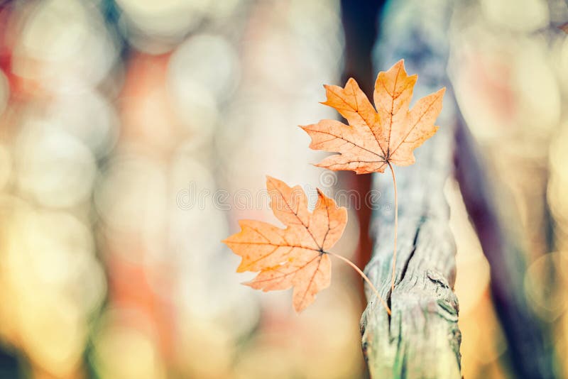 Bunch of leaves in early fall