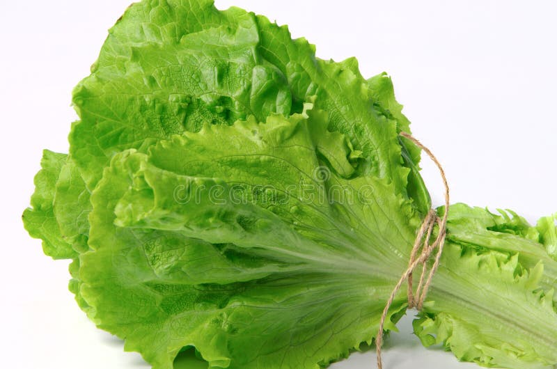 Bunch of lettuce salad stock photo. Image of vegan, plant 99006386