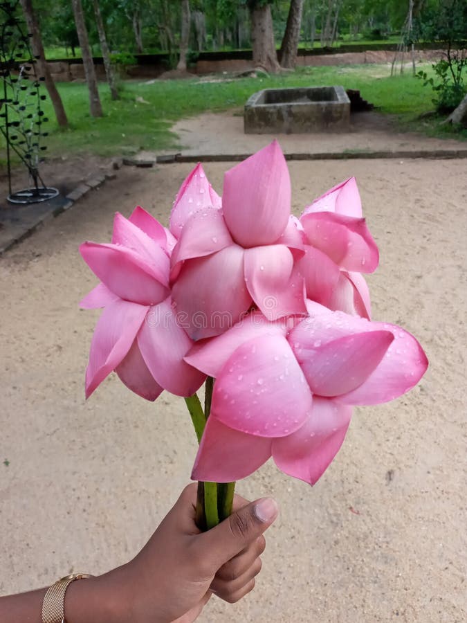 A Bunch of Lotus Flowers stock photo. Image of pink 263838784