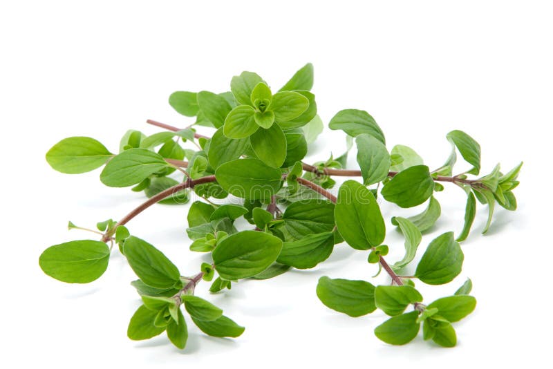 Bunch of marjoram stock photo. Image of condiment, vegetarian 53178846