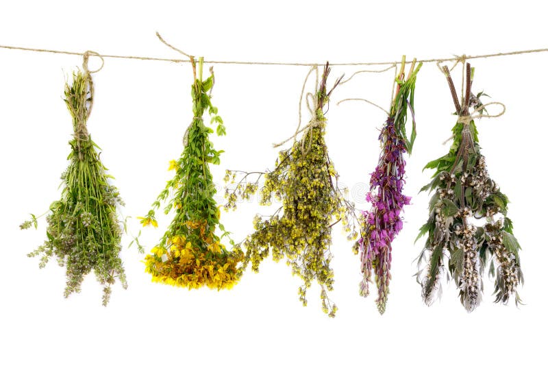 Bunch of medicinal plants on a rope isolated stock photography Bunch of medicinal plants on a rope isolated stock photography