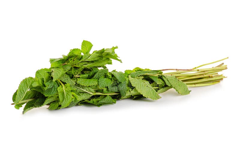 Bunch mint leaves stock image. Image of balm, fragrant 119987007