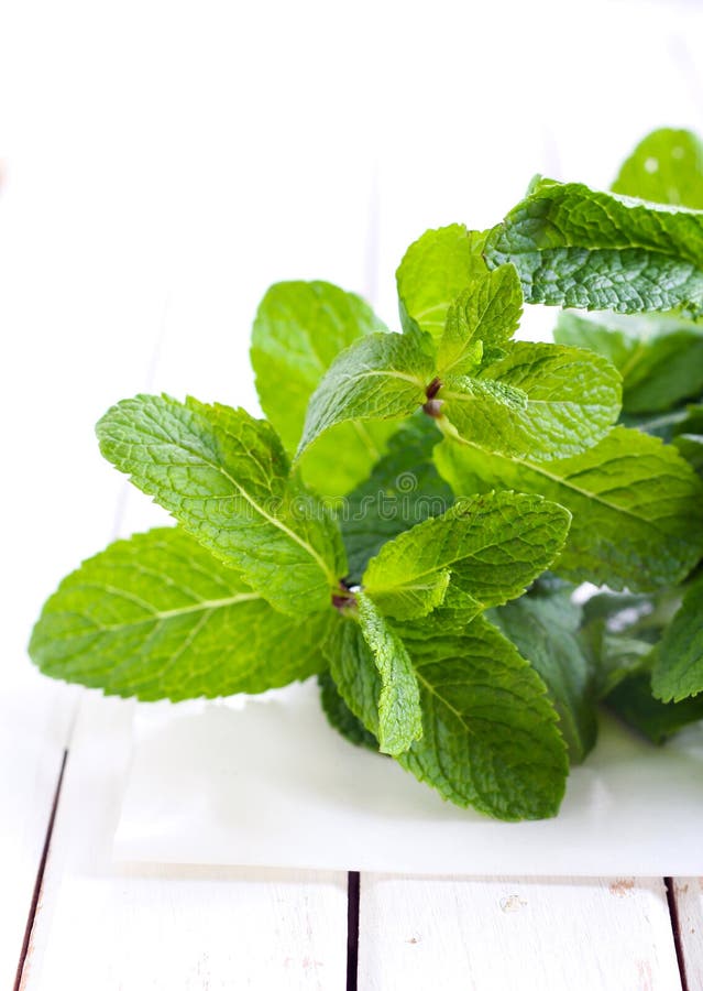 Bunch of mint leaves, stock image. Image of pile, fresh 40389401