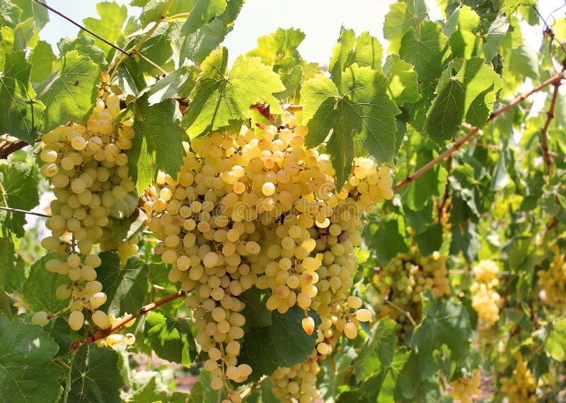 Bunch of muscat grapes sunlit