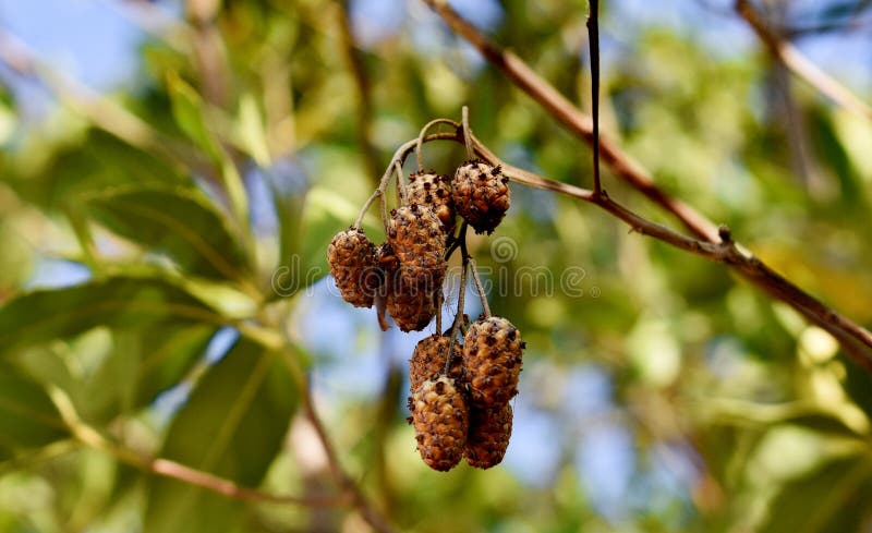 Bunch of Nuts Hanging on Tree Stock Image - Image of morning, fuirt