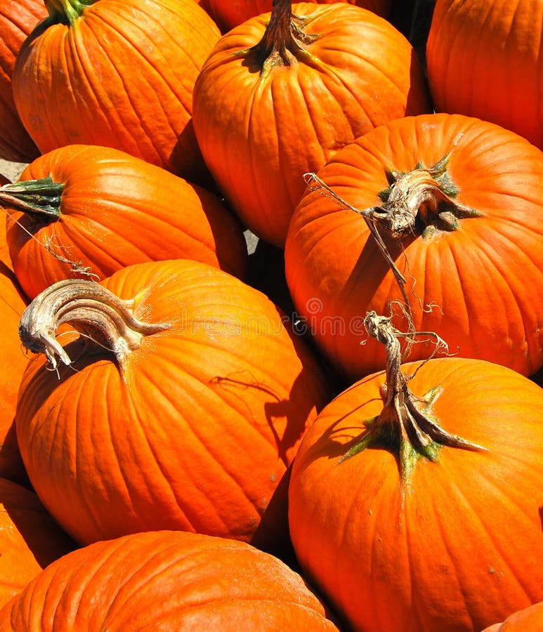 Bunch of orange round pumpkins royalty free stock images Bunch of orange round pumpkins royalty free stock images