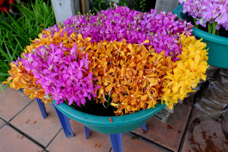 Bunch of orchids stock image. Image of shop, market, garden - 83347079