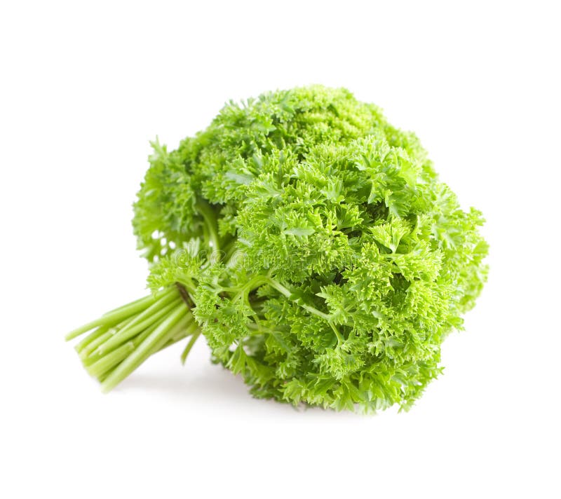 Bunch Of Parsley Isolated On White Stock Image Image of food, garnish