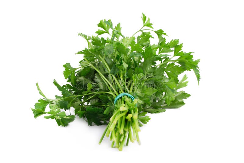 Bunch of Parsley on a White. Stock Image Image of petroselinum, bunch