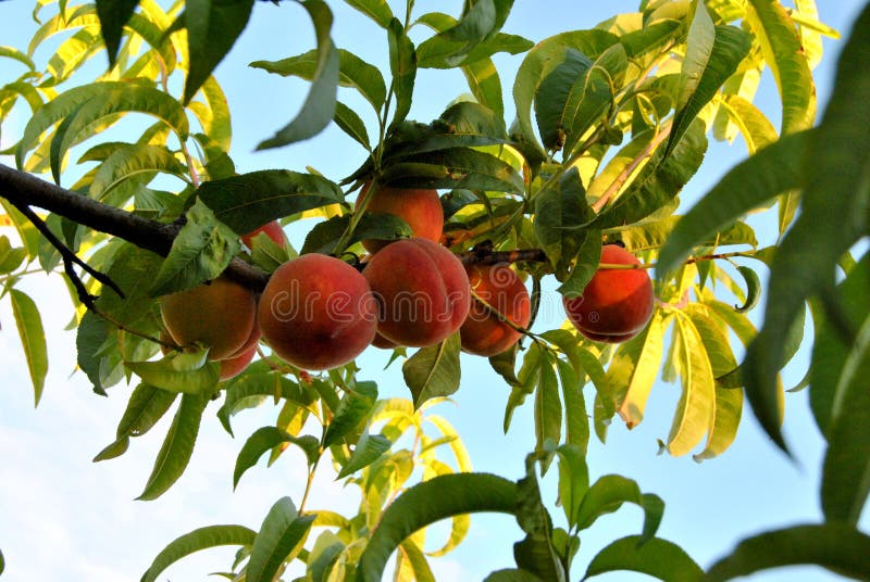 Round Peaches on White Background Stock