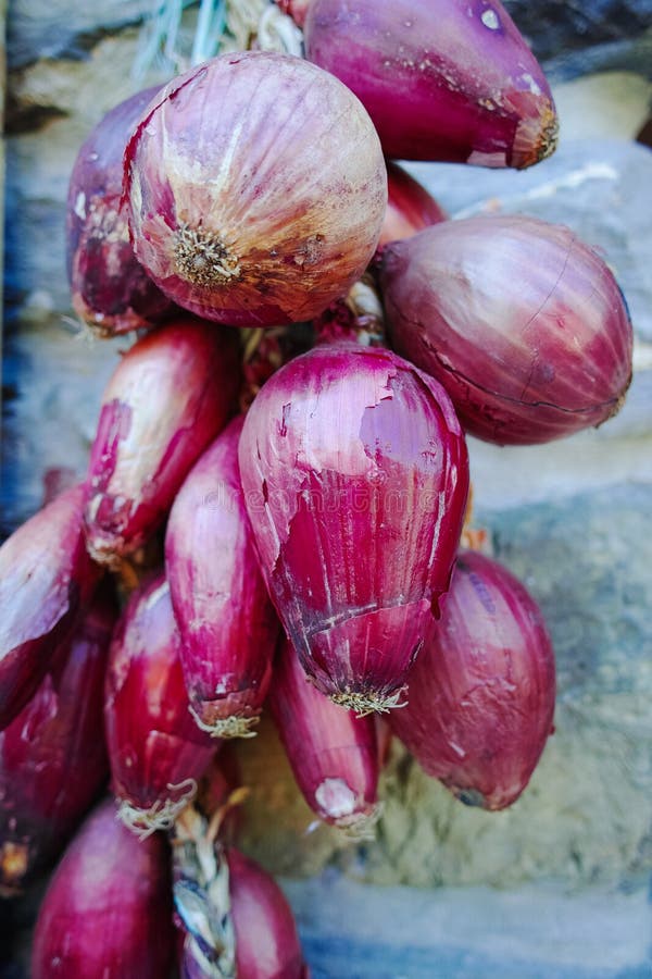 Pink Italian Onion and Garlic Braid Stock Photo Image of food