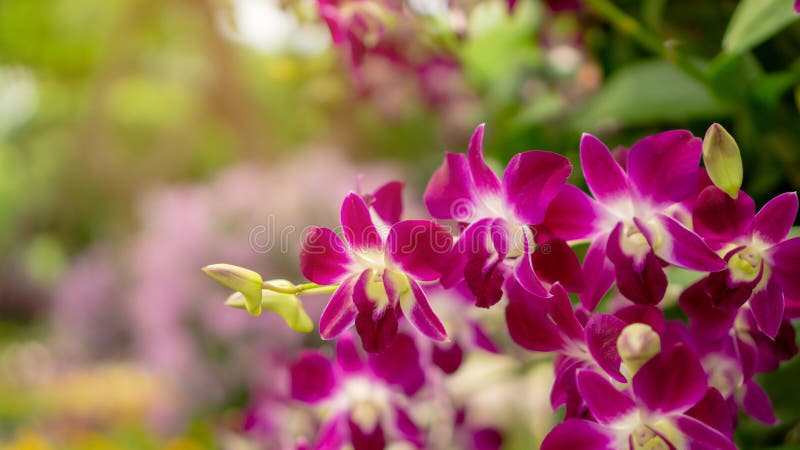 Bunch of pink petals Dendrobium hybrid orchid blossom under green leafs tree on blurry background