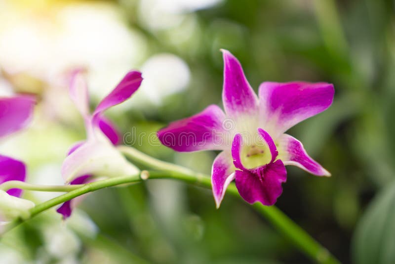 Bunch of pink petals Dendrobium hybrid orchid under green leafs tree on blurry background, is a tropical flowering plant