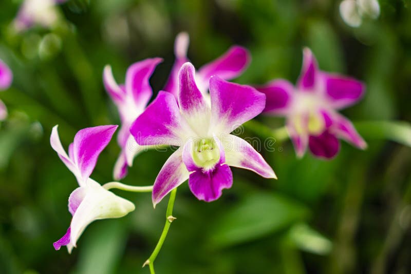 Bunch of pink petals Dendrobium hybrid orchid under green leafs tree on blurry background, tropical flowering plant