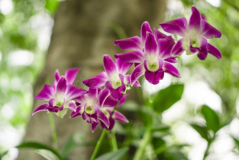 Bunch of pink petals Dendrobium hybrid orchid under green leafs tree on blurry background, tropical flowering plant