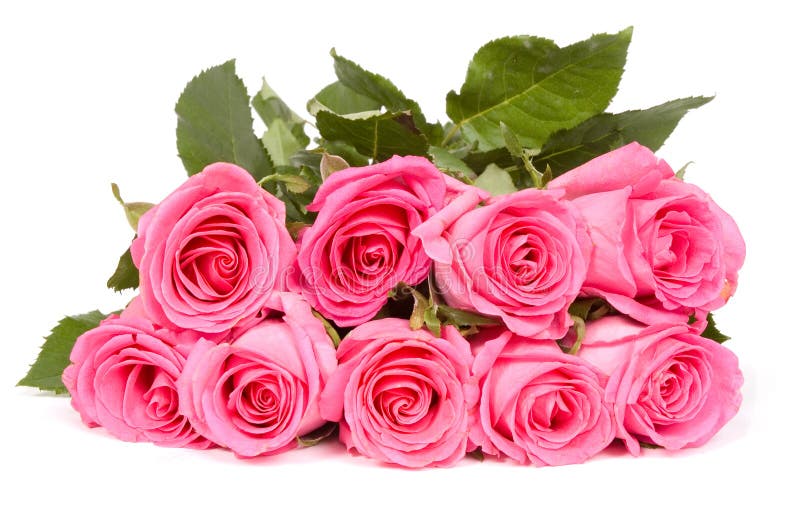 Bunch of Pink Roses Isolated Stock Image - Image of fragility, love ...