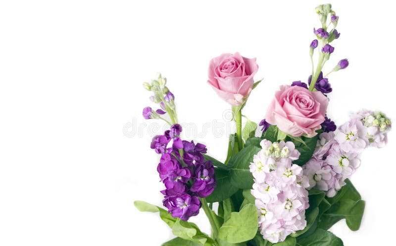 Beautiful Pink Aqualegia Stock Image Image Of Bloom 60627895