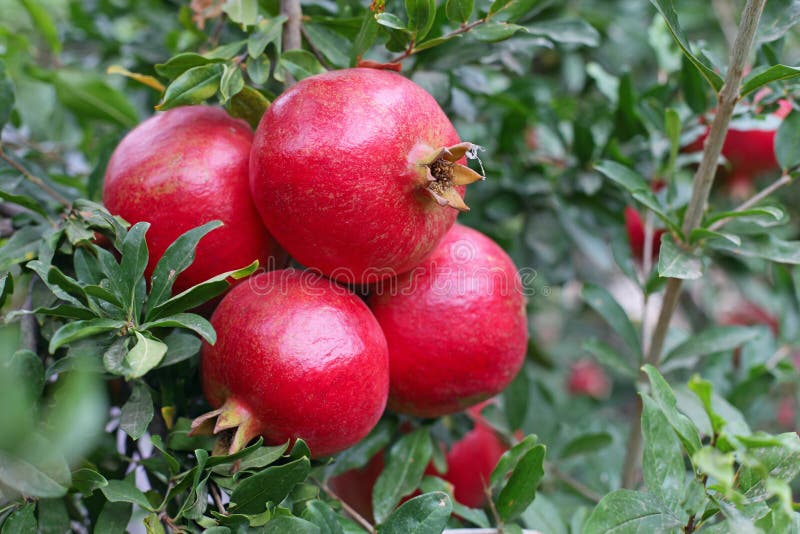Bunch of red ripe pomegranate fruit on tree. Bunch of red ripe pomegranate fruit on tree