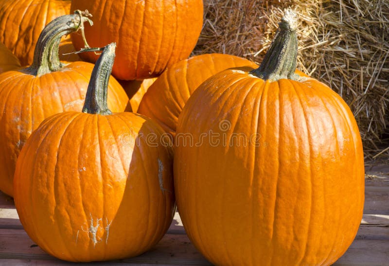 Bunch of Pumpkins stock image. Image of vegetable, seasonal 26674773