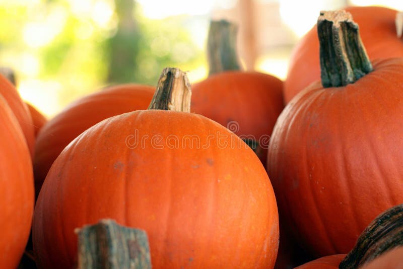 Bunch of Pumpkins stock image. Image of autumn, harvest 3270421