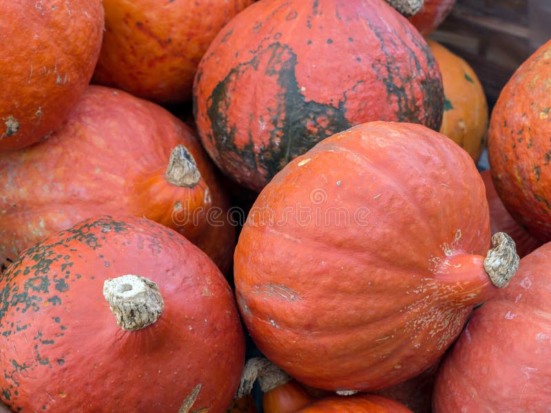 Bunch of pumpkins stock photo. Image of group, seasonal 79312572