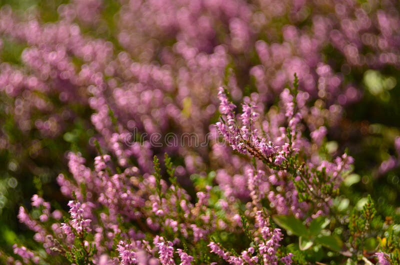 Bunch of Purple Scotch Heather Calluna Vulgaris, Erica, Ling Bush