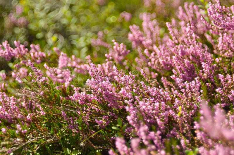 Bunch of Purple Scotch Heather Calluna Vulgaris, Erica, Ling Bush