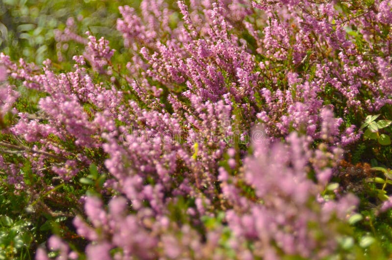 Calluna vulgaris, Ling, Erica, Heather. Floral background