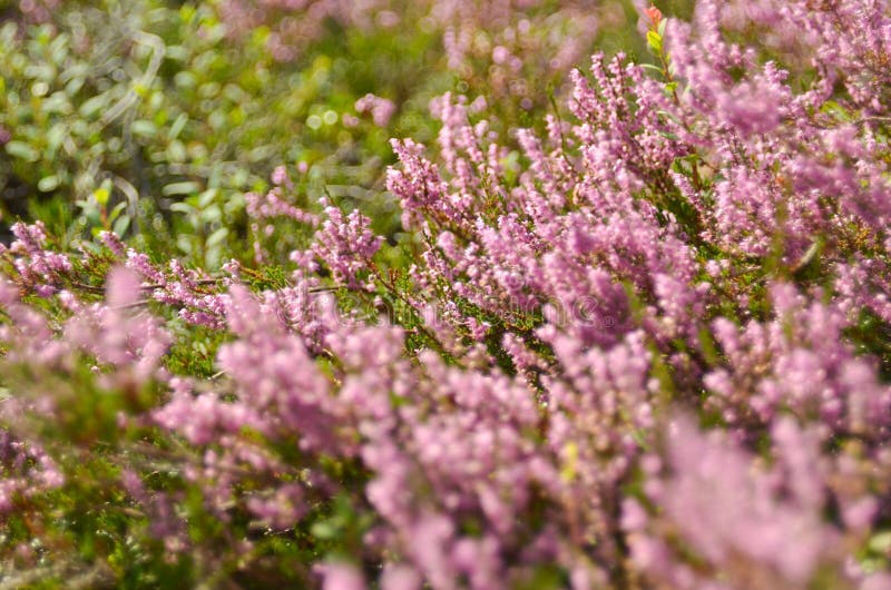 Bunch of purple scotch heather (Calluna vulgaris, erica, ling